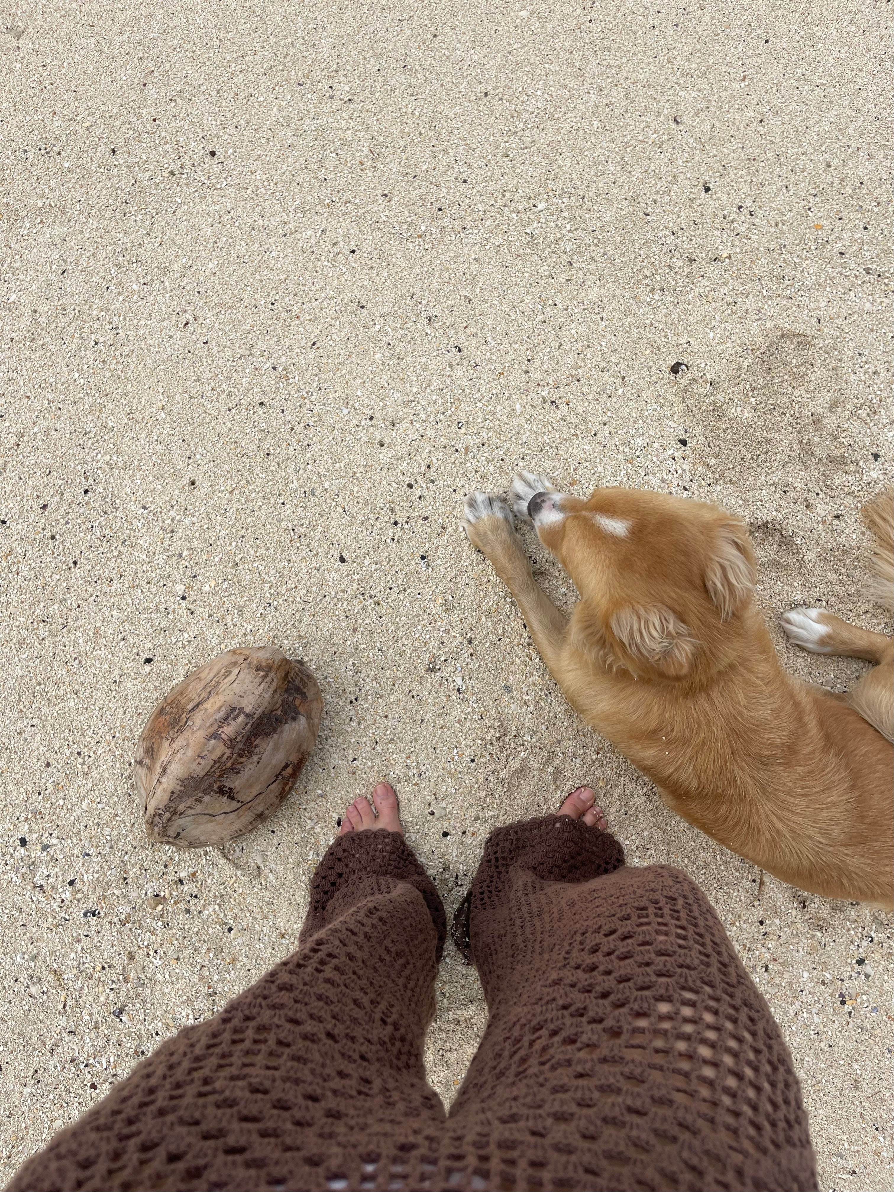 A first-person perspective shot on a sandy beach showing a small golden dog lying down next to a person wearing brown crochet leg warmers, with a coconut on the sand.