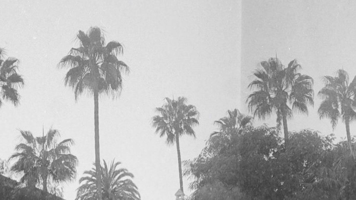 Black and white photograph of tall palm trees rising above dense foliage against a bright sky.
