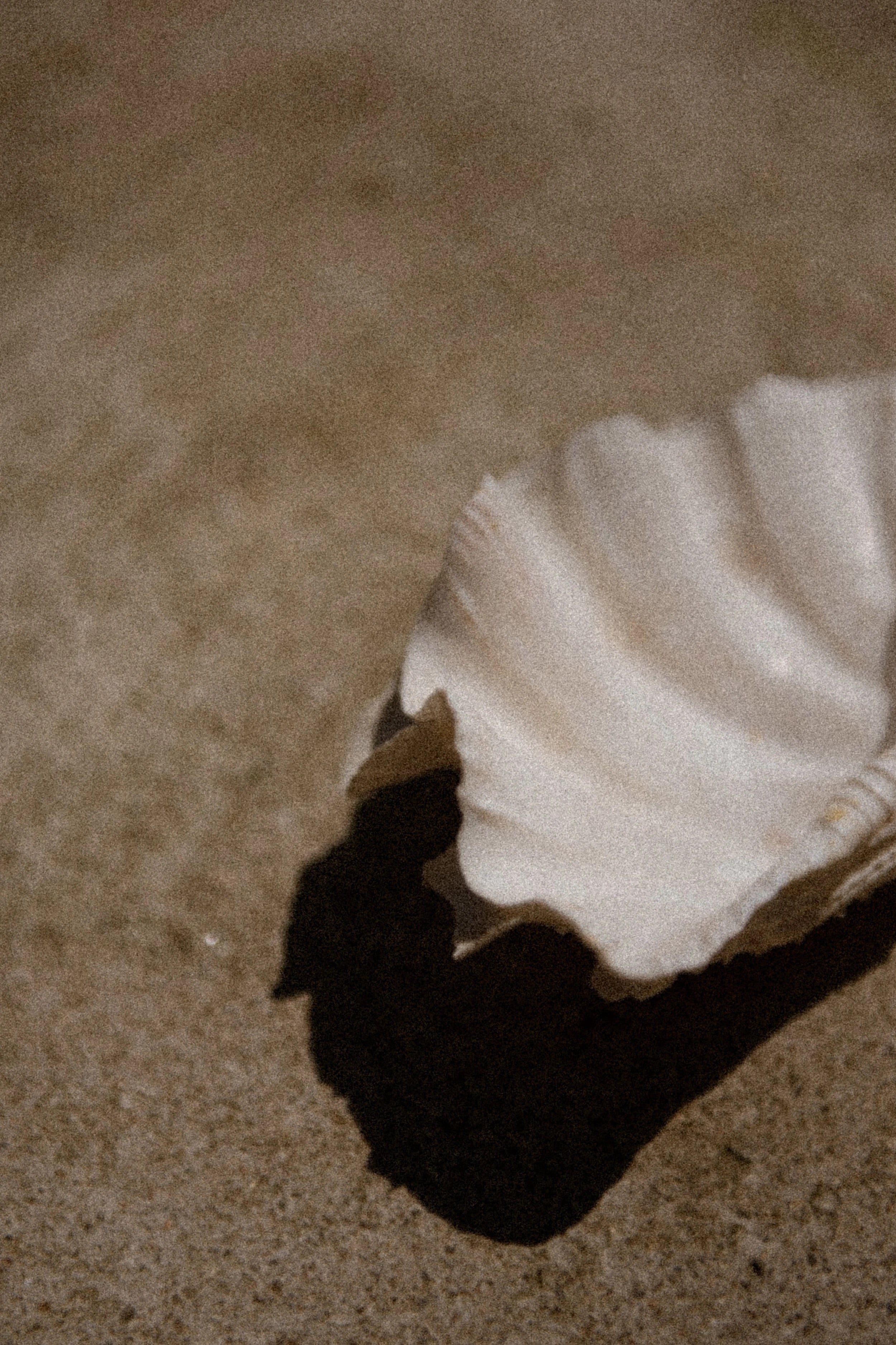 White shell on a sandy surface