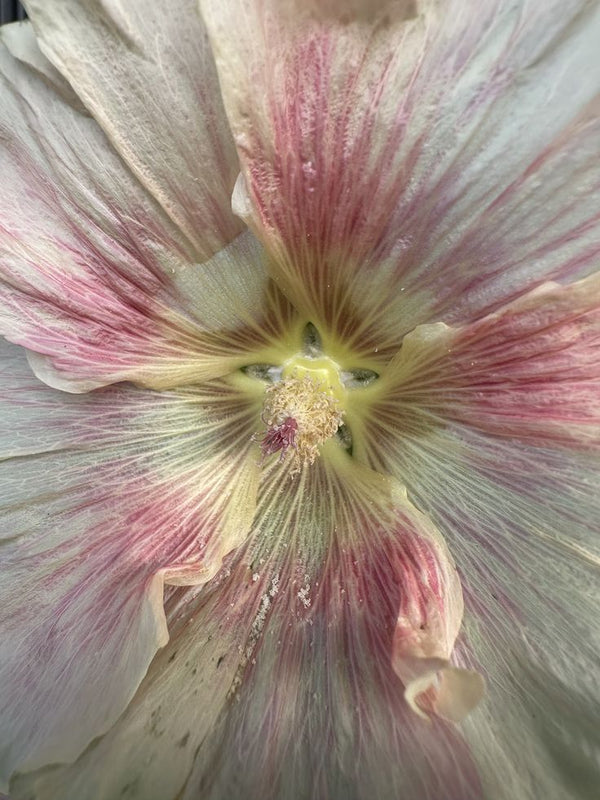 Close-up of a pink and white flower with a detailed center.