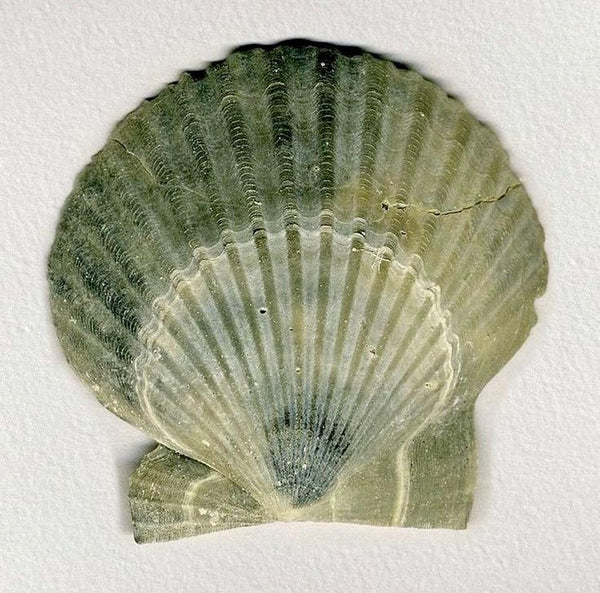 Fossilized scallop shell on a white background